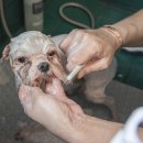 김쌤펫살롱 이미지