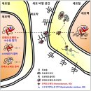 호메오