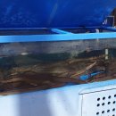 신안바다장어 이미지