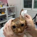 창원고양이미용 무냥무냥 이미지