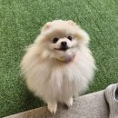 대릉원스테이 | 동반 2박3일 경주 포항 여행 - 2일차 (경주 한옥스테이 천원마을, 황남빵, 포항 호미곶, 죽도시장 영천...