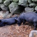 흑돼지 - 고양시 일산서구 대산로 425 | 흑돼지