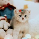 부산고양이분양 퍼스트캣 부산점 | 다묘가정 고양이 합사 방법과 부산고양이분양 퍼스트캣 부산점의 특별한 서비스 이야기
