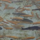 씨스포빌 콘도 이미지