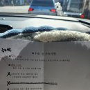 김해동물병원 | 김해탑스동물병원 고양이(수컷)중성화 및 쥐젖제거 수술비용 및후기!(강력추천)