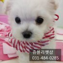 펫인샵(PET IN SHOP) 이미지