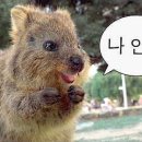 쿼카 네이버블로그