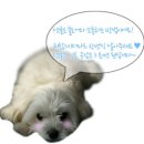 참플러스 덴탈 이미지