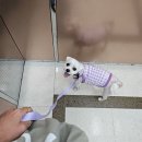 털로덮인친구들시흥배곧점 | 8,9월 털로덮인친구들시흥배곧점 등원하는 로뜨