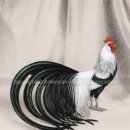 피닉스 이미지