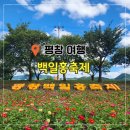 코스모스축제장 제방 | 평창 백일홍축제 방문 리뷰 기본정보 주차장 일정표 깡통열차 먹거리까지