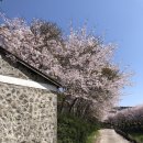 벚꽃길민박 이미지