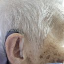 천안베스트원요양병원 | 천안보청기 80대 중도난청과 심도난청 어르신 실제후기