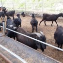 보은염소농장 이미지