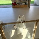 절세미견 이미지