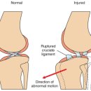 온 동물병원 이미지