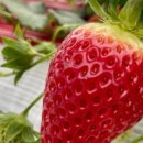 다인농장2 이미지