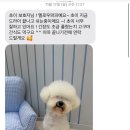 멜로우퍼피 이미지
