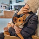 퍼피펍피 이미지