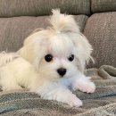 동글동글 이미지