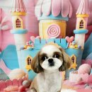 멍뭉펫살롱 이미지