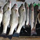 신도펜션 이미지