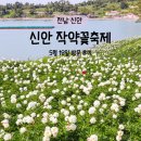 신안센터-18 | 전남 신안 작약꽃축제, 옥도 배 시간, 개화 상태, 여행 코스
