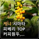 케냐 샤마타 피베리 TOP 커피원두, 블랙체리와 메이플시럽의 달콤한 풍미 이미지