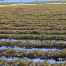 춘양양묘사업소 이미지