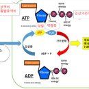 인산가리 발효액비- 인산가리는 잘 쓰면 보약이요, 잘못 쓰면 독이다. 이미지