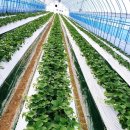 딸기애견 이미지