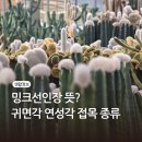 철화농장 | 밍크선인장 뜻 알아보기 귀면각 연성각 접목 종류