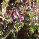 사량초등학교돈지분교장 이미지