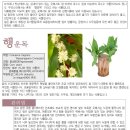 행운목(Dracaena) 관리 이미지