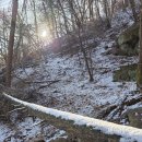 수리산 산림욕장 | 포토클램 PTC-MINI28 카본 미니삼각대 접사키트 와 함께한 안양 수리산 변산바람꽃 ( 설중화 )