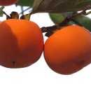 아름다운밀양농장 이미지