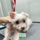 댕블랑 이미지