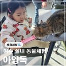 아잉독 애견카페 이미지