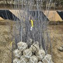 일심2로 R 이미지