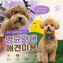 해오름유치원 - 동해시 | 분당 성남 강아지 미용 추천 멍균관대 | 말티푸 미용+수중런닝 후기, 주차