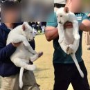 사슴자연방목장 | 아기 백사자 만날 수 있는 대구 가볼만한곳 네이처파크