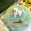 멍컷 | 구미애견미용 가위컷 전문 멍뜰리에 말티푸 베이비컷 솔직후기