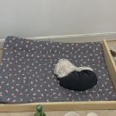 경포딩가펜션 이미지