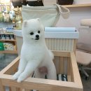 준펫살롱 이미지