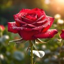 로즈아로마 - 평택시 안중로 125 | 로즈아로마