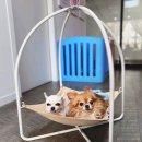 참좋은 동물병원 이미지