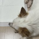 초롱이 밥상 이미지