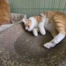 금동이네 이미지