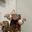 고란농장 | 취미 기록: 표고버섯 키우기 배지키트로 솔송고 재배 및 수확완료!