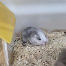 로던트클럽 화정 본점 | 광주 이색반려동물 분양은 펫엔글라이더본점! 슈가글라이더부터 햄스터·친칠라까지 한 번에 상담하고...